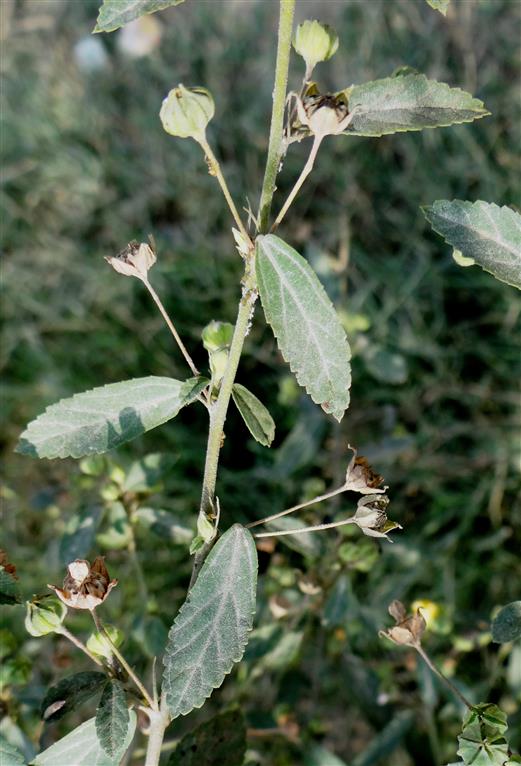 Sida rhombifolia